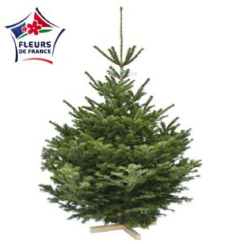 Sapin Nordmann 150/175 Premium Sélection, vendu seul, sans pied