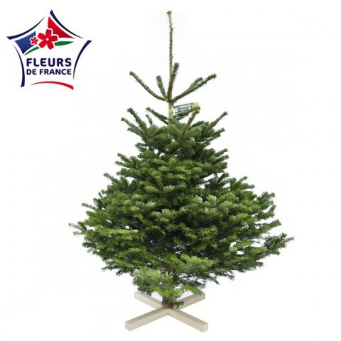 Sapin Nordmann Choix extra élevé en conteneur 125/150 vendu seul sans pied