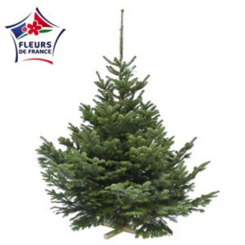 Sapin Nordmann 175/200 Premium Sélection, vendu seul, sans pied
