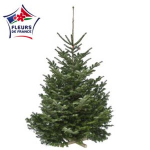 Sapin Nordmann 200/250 Premium Sélection, vendu seul, sans pied