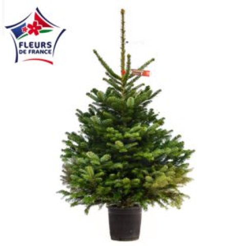 Sapin Nordmann Choix extra 100/125 vendu seul, sans pied