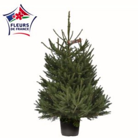 Sapin Epicea Choix extra 125/150 vendu seul sans pied