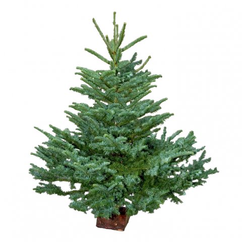 Sapin Nobilis Choix extra 200/250 vendu seul sans pied